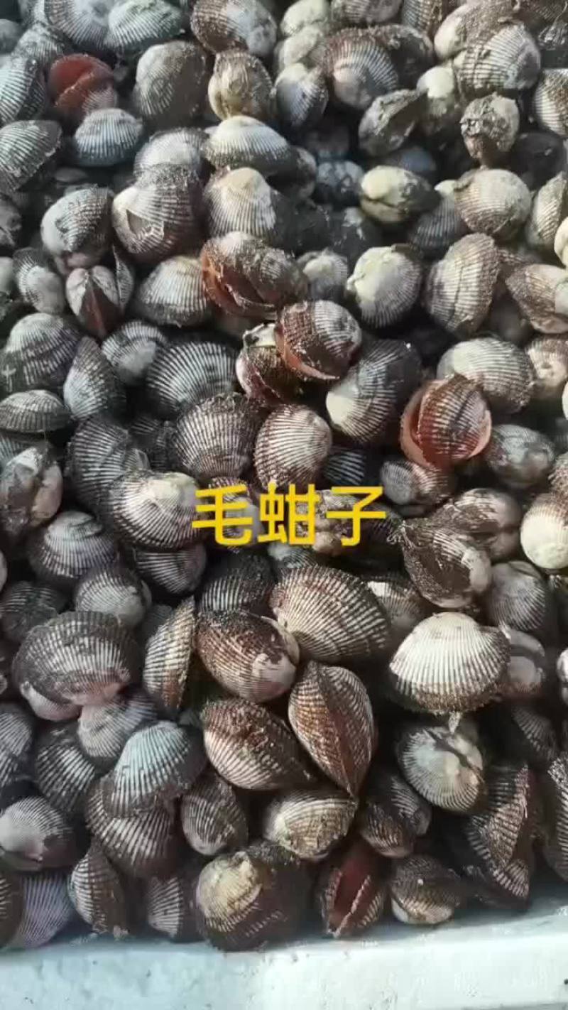 毛蚶子，赤贝