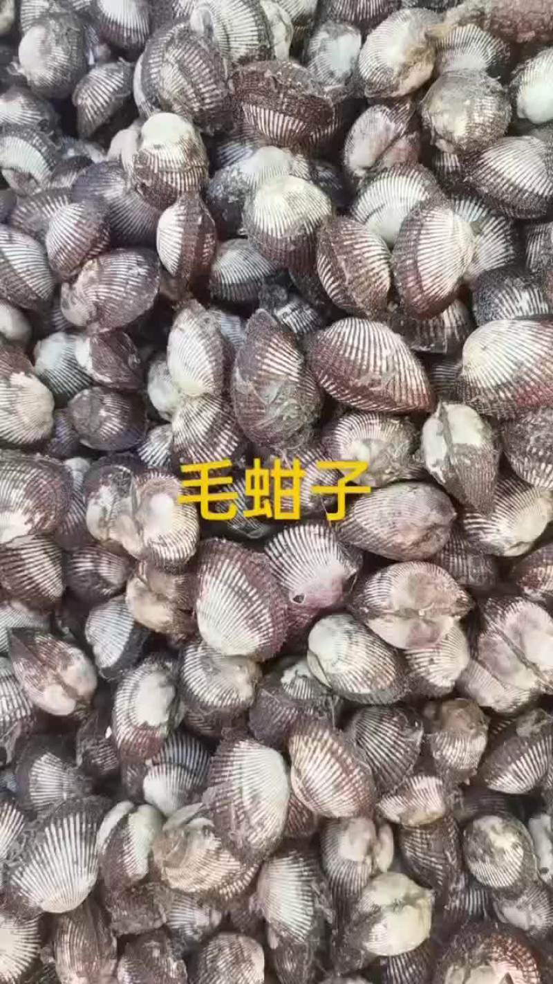 毛蚶子，赤贝