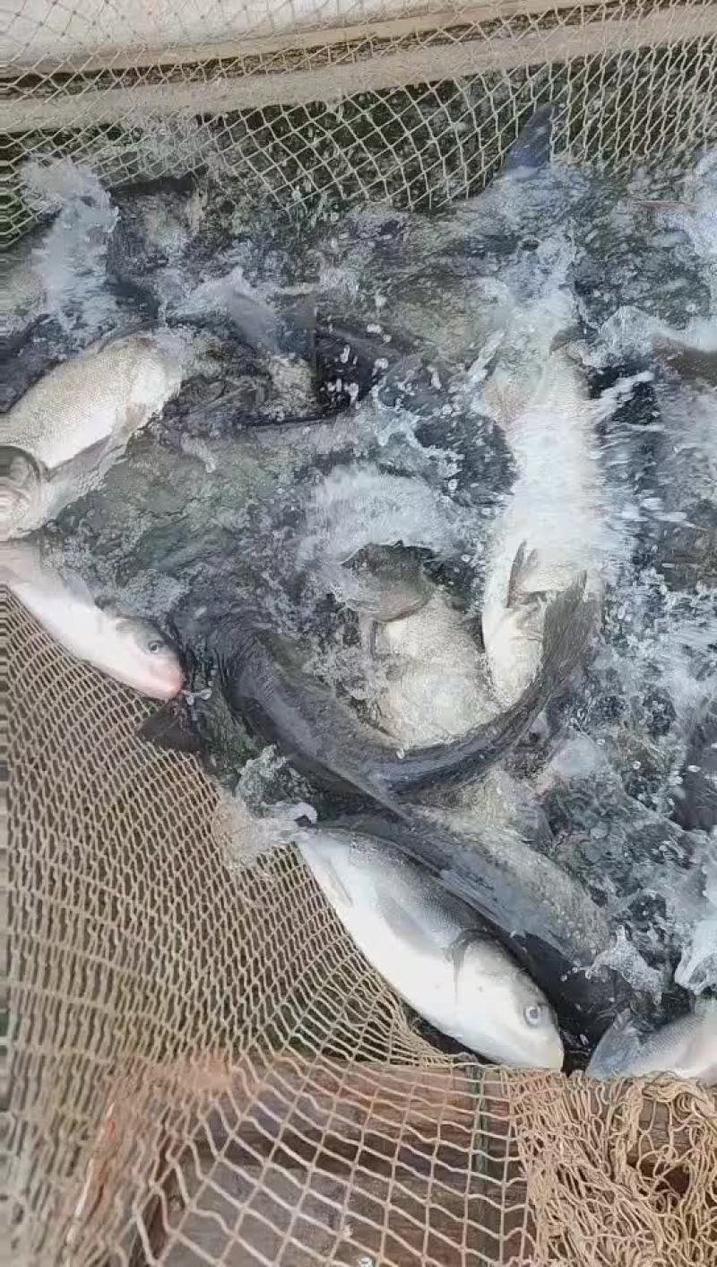 花鲢、大头、