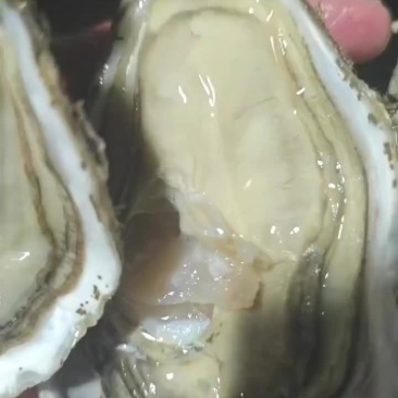 生蚝
