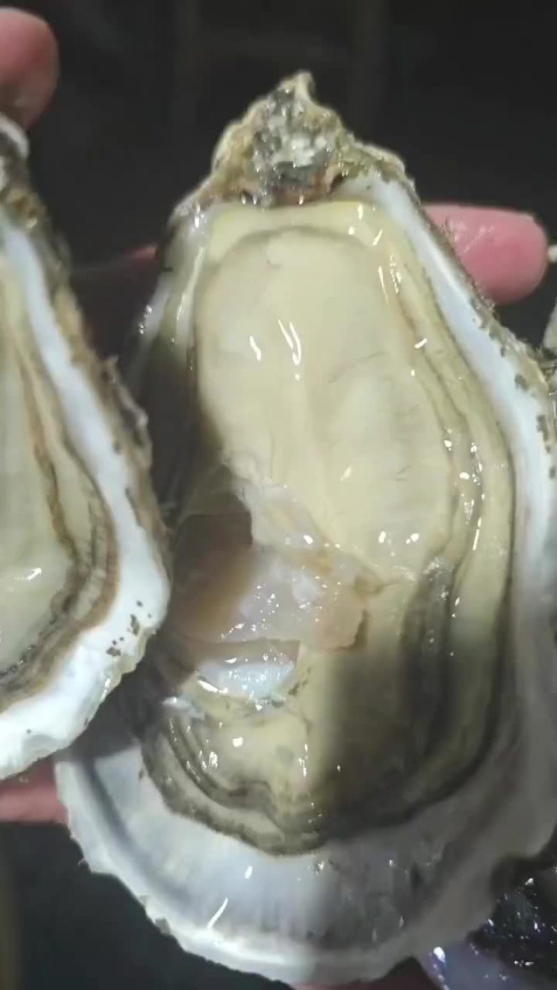 生蚝