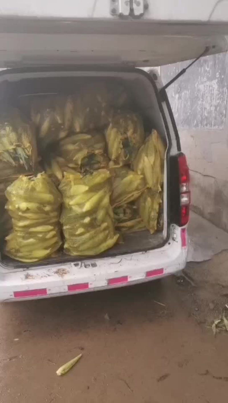 甜糯玉米