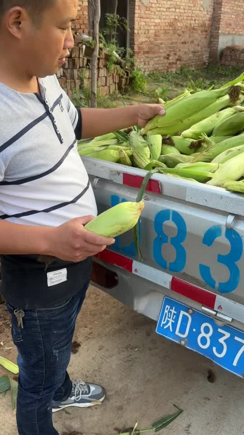 甜糯玉米