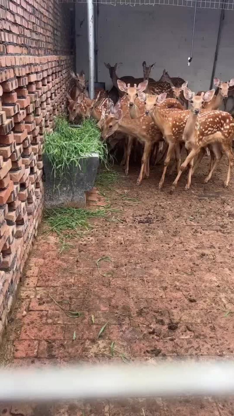 梅花鹿养殖前景怎么样？梅花鹿价格？