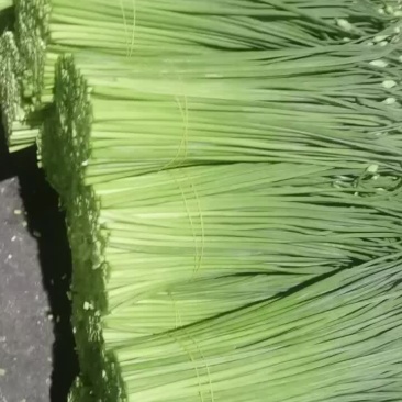 精品韭苔