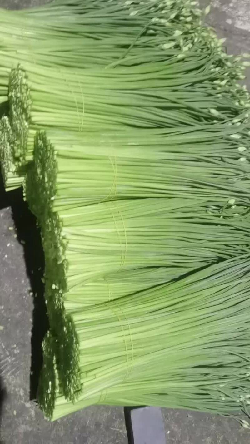 精品韭苔