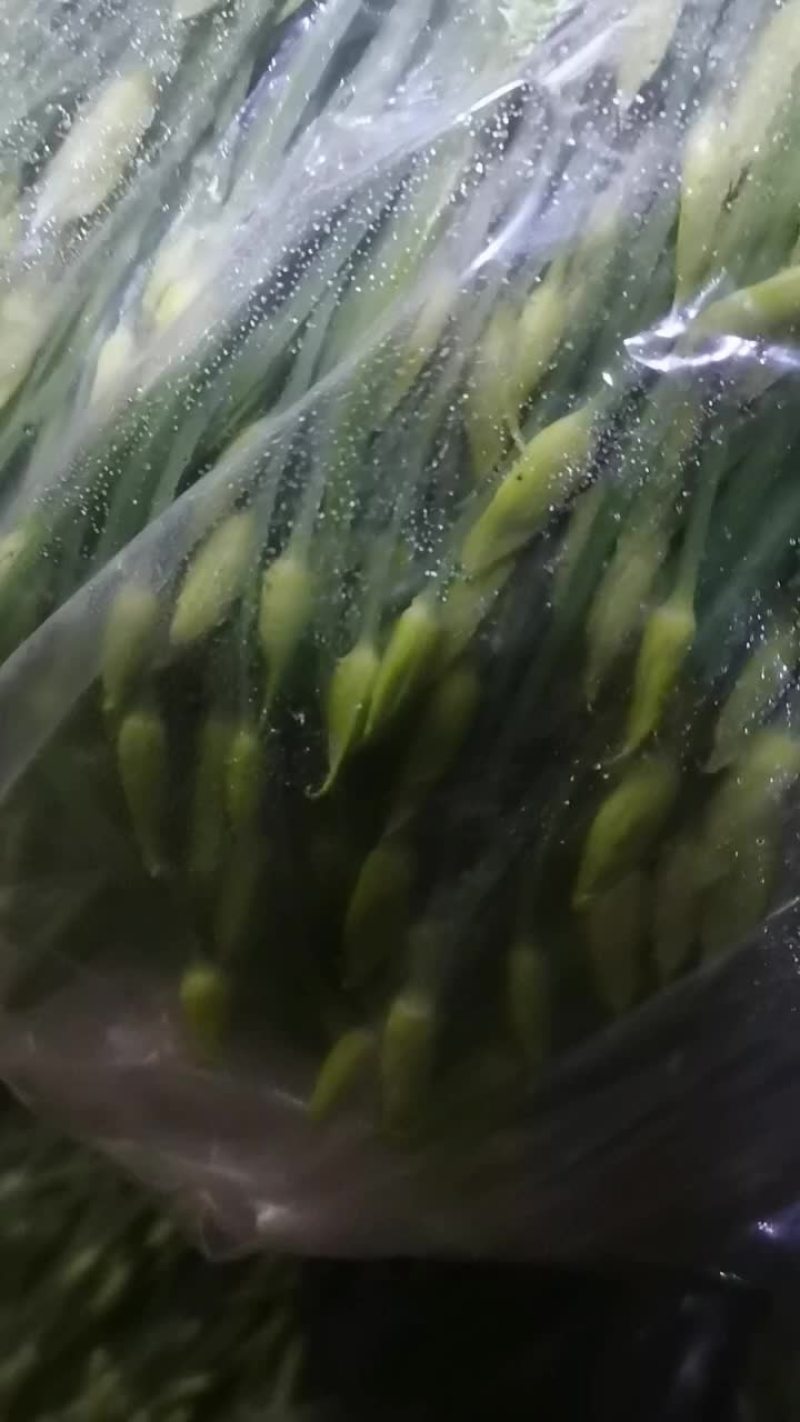 精品韭苔