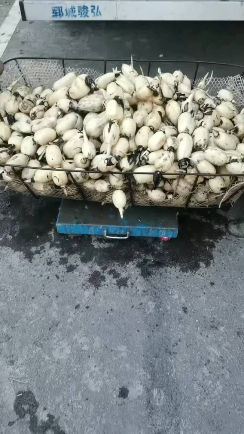 新鲜的小藕，每天有货，需要的联系！无上车费