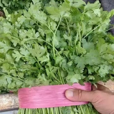 香菜
