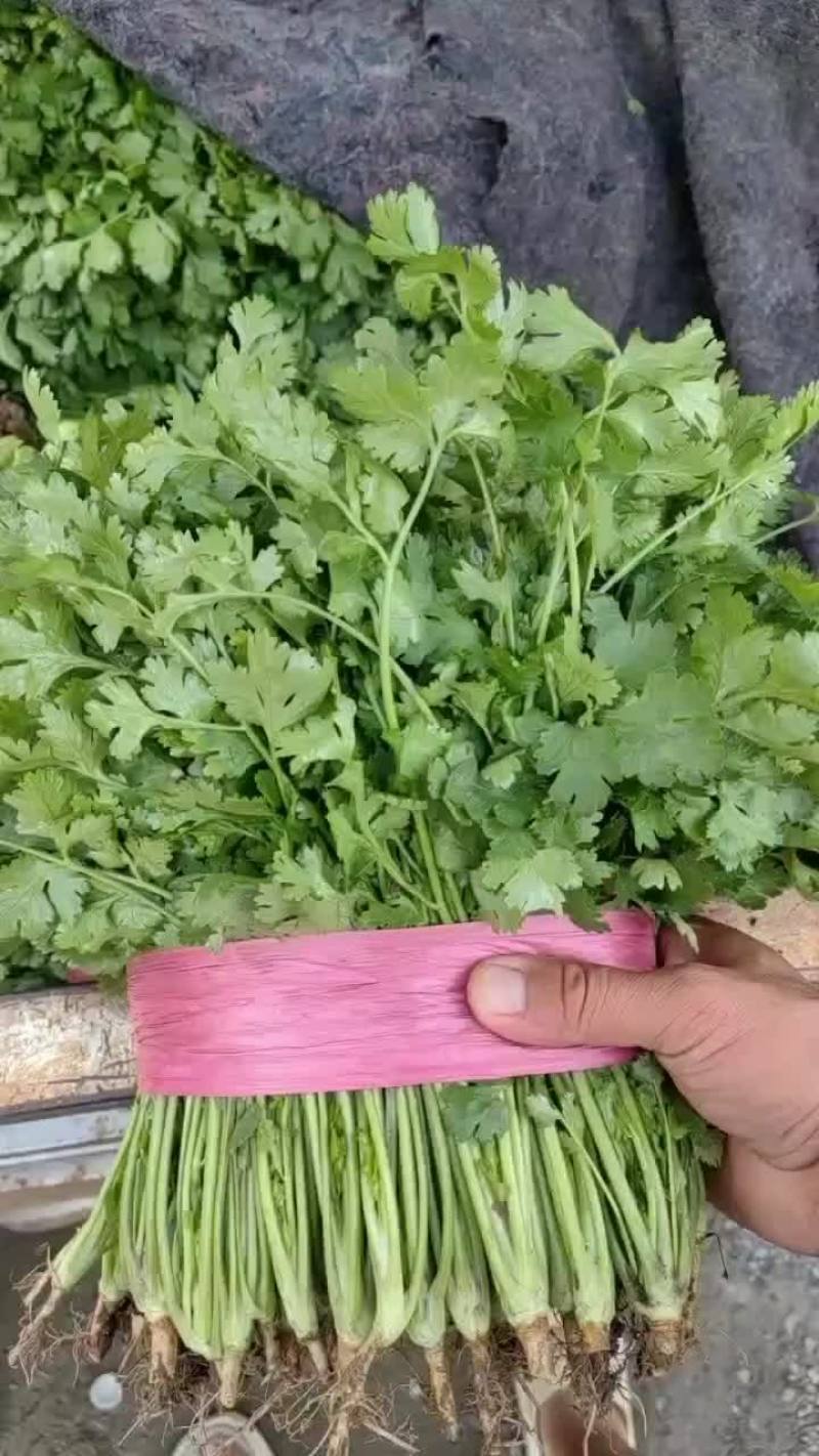香菜