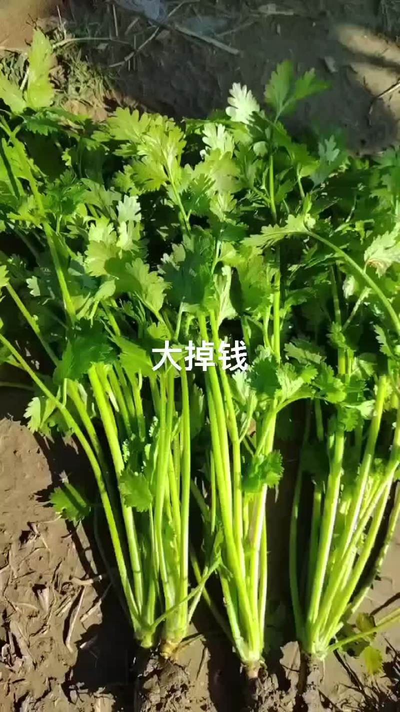 香菜