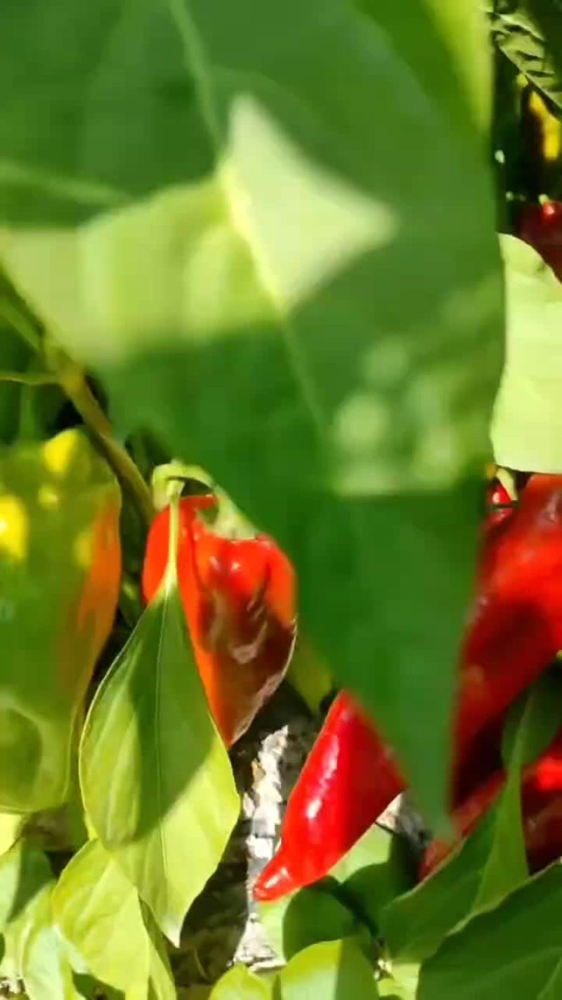 红椒