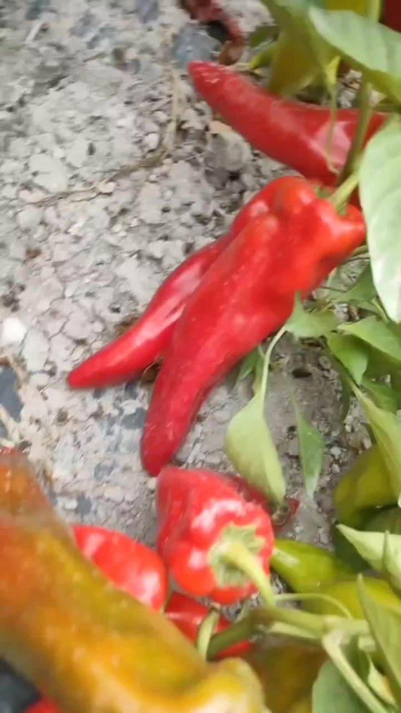 红椒