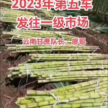 云南黄金甘蔗