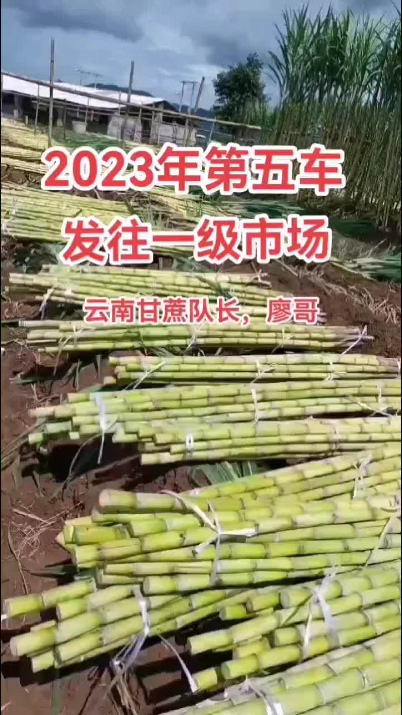 云南黄金甘蔗