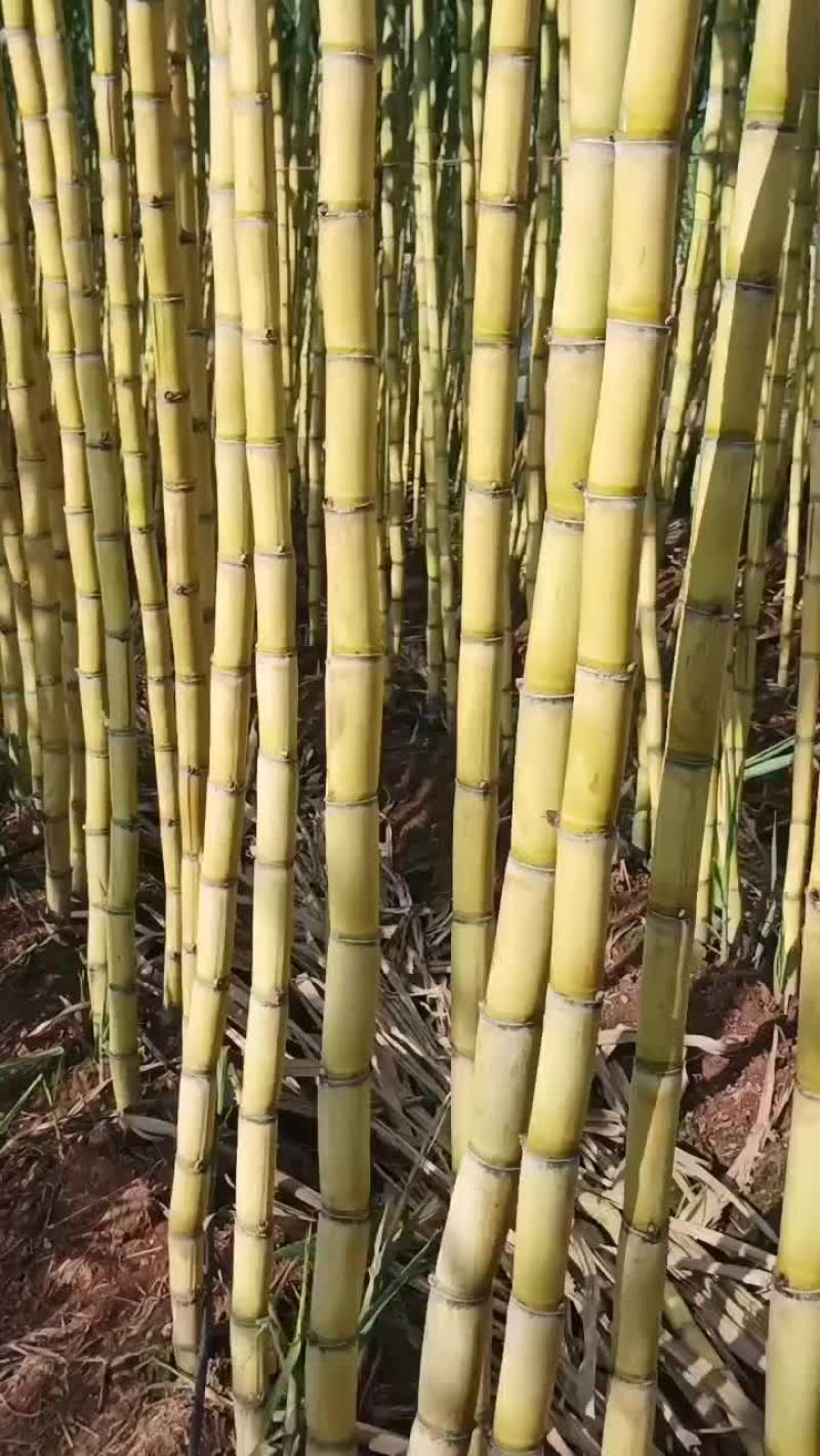 云南黄金甘蔗