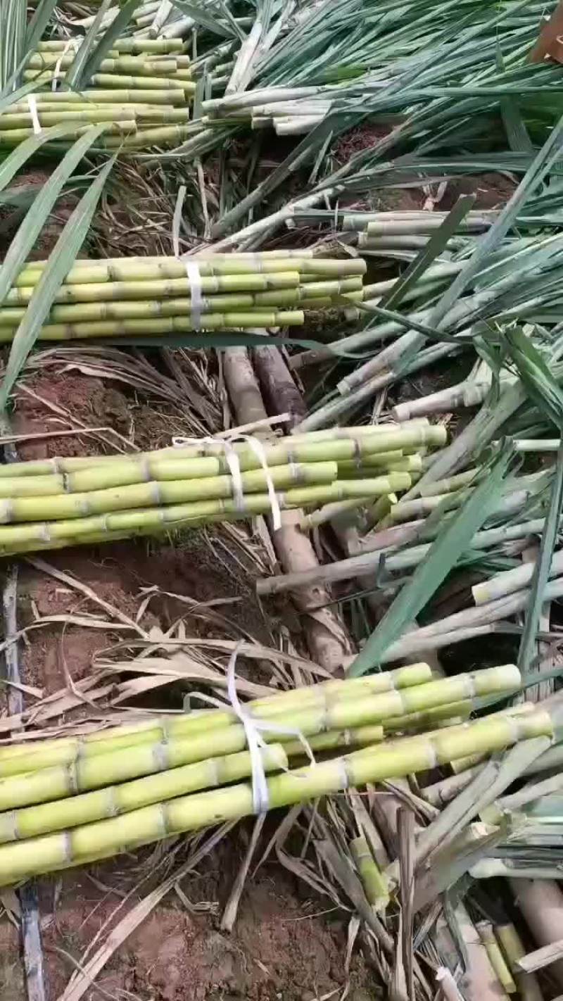 云南黄金甘蔗