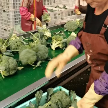 寿光本地西兰花，一手货源，现货供应，品质保证。