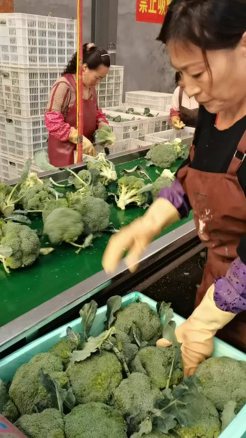 寿光本地西兰花，一手货源，现货供应，品质保证。