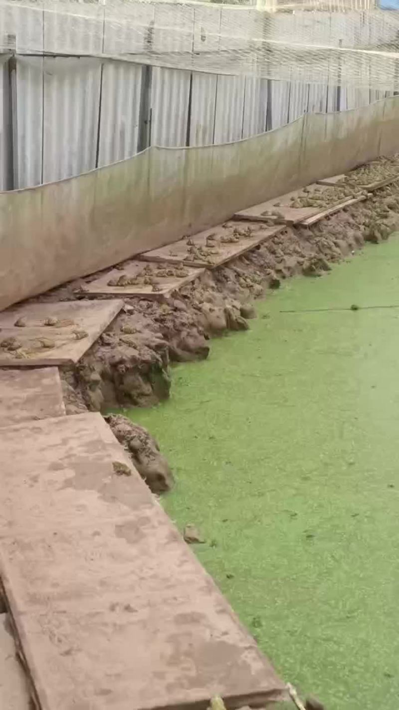 青蛙