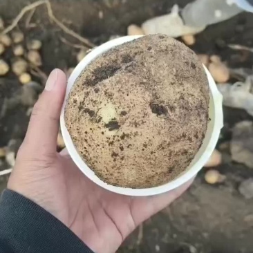 岩十三