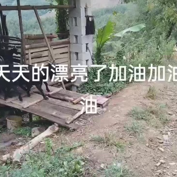 隆林黑山羊