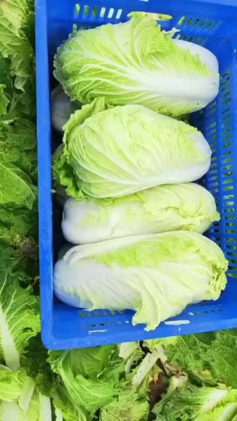 需要的老板请联系我