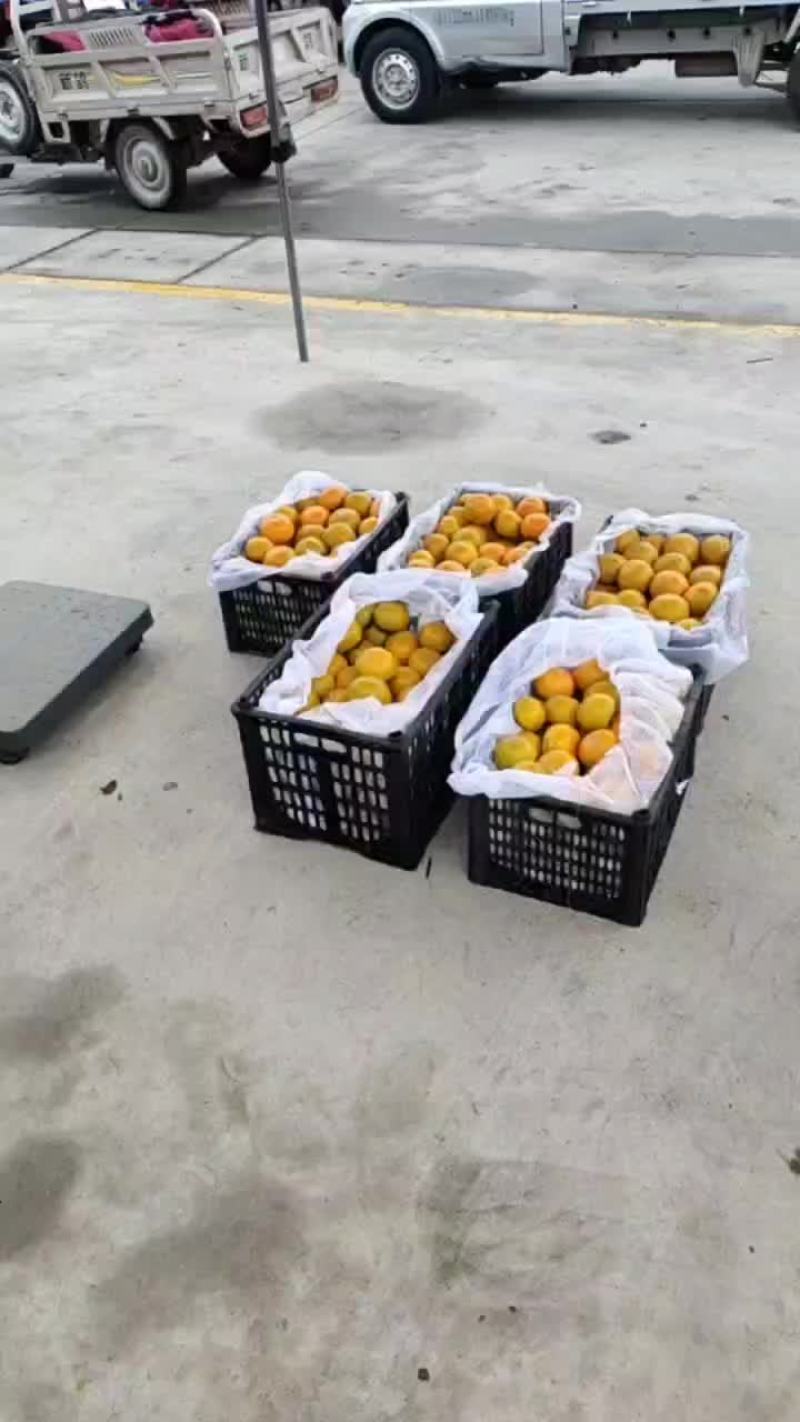 大脆柿子开园了，无子，青的也甜，欢迎大家来批发