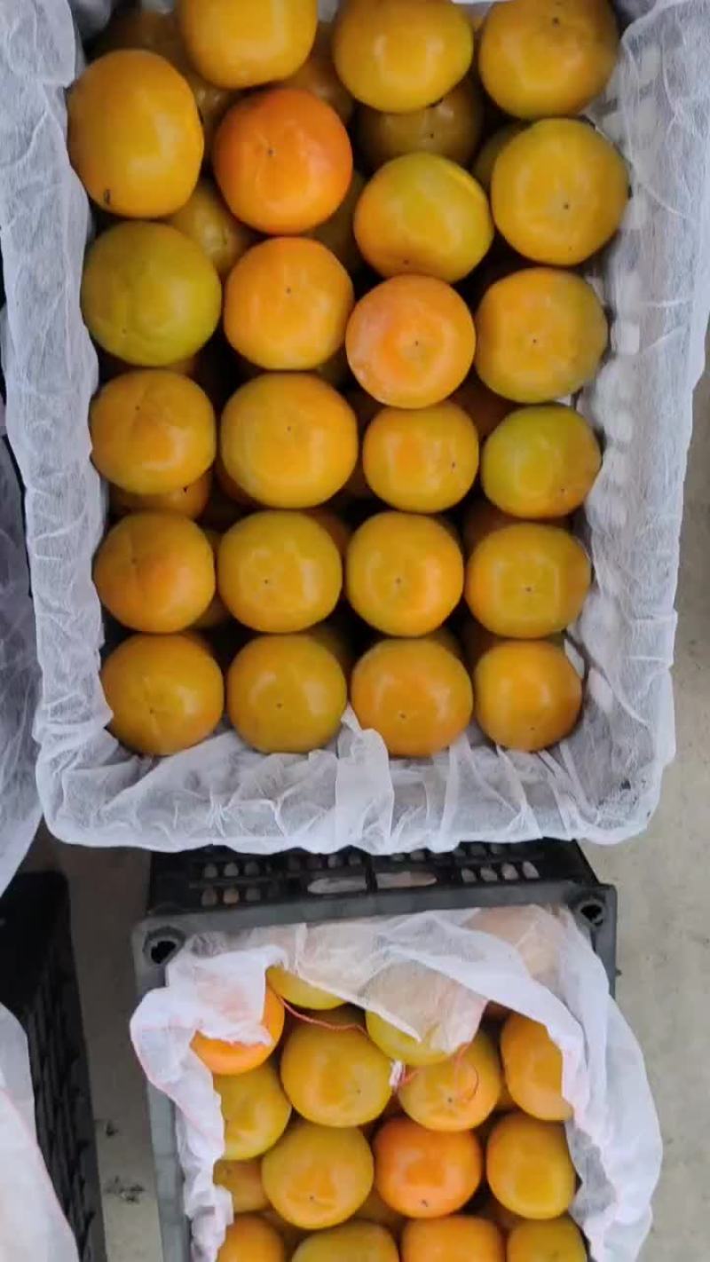 大脆柿子开园了，无子，青的也甜，欢迎大家来批发