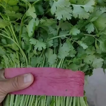 香菜