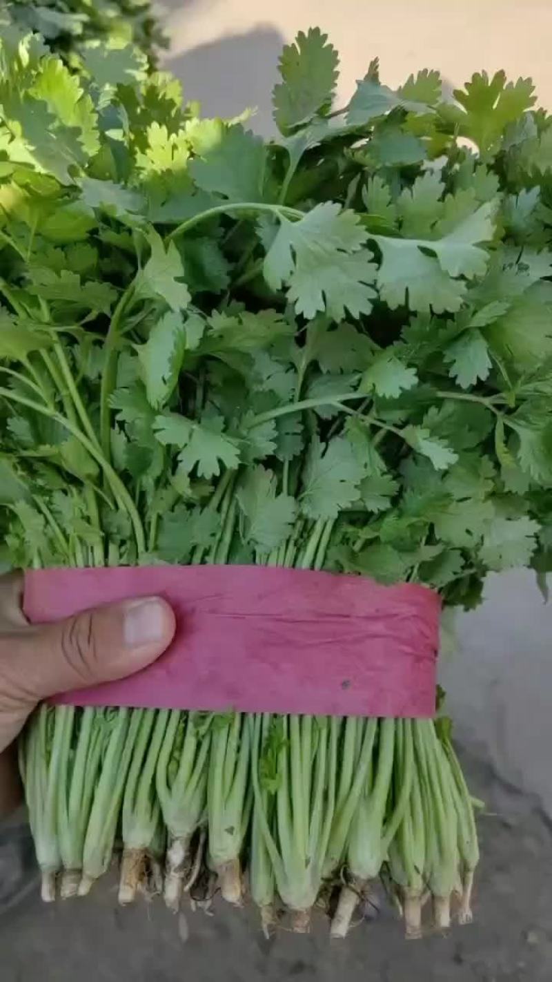 香菜