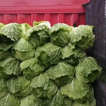 精品白菜黄心毛菜净菜都行