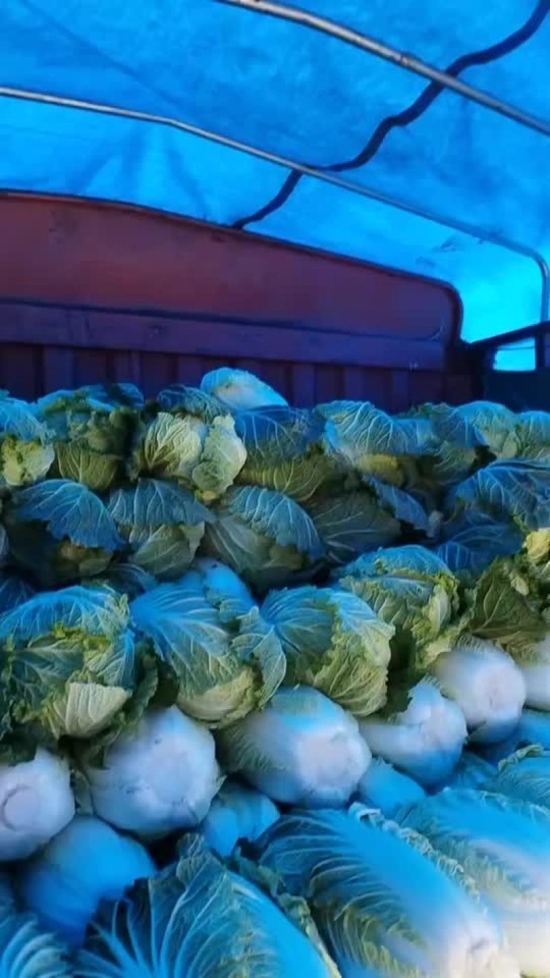 精品白菜黄心毛菜净菜都行
