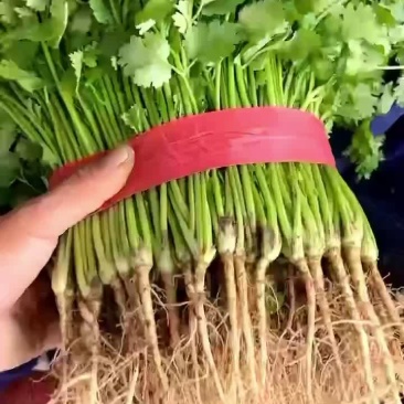 精品香菜