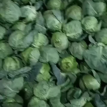 陕西泾阳县甘蓝已大量上市，质量好，价钱便宜