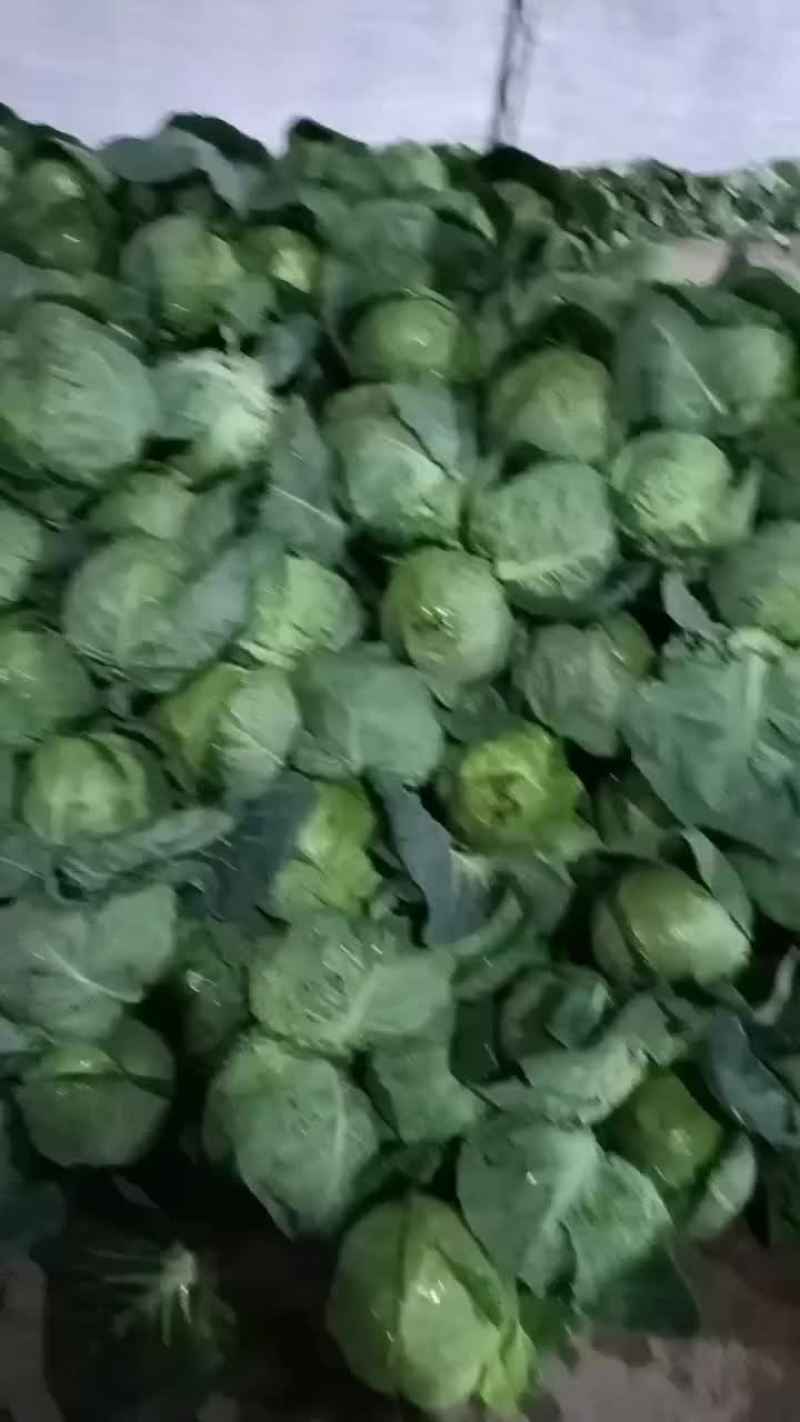 陕西泾阳县甘蓝已大量上市，质量好，价钱便宜