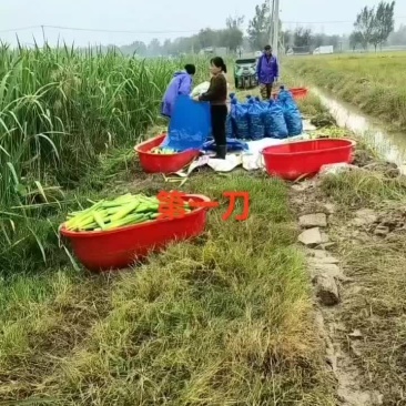 美女茭白大量上市