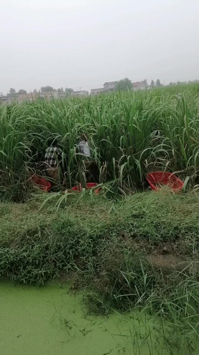 美女茭白大量上市