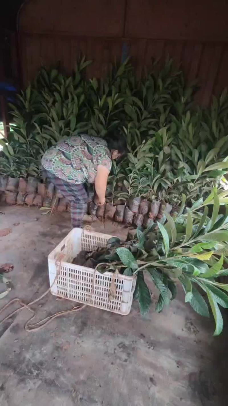 嫁接大五星枇杷杯苗须要请联
