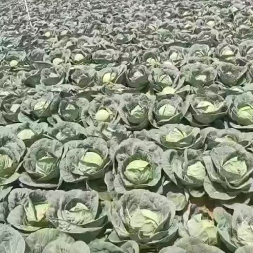 铁头