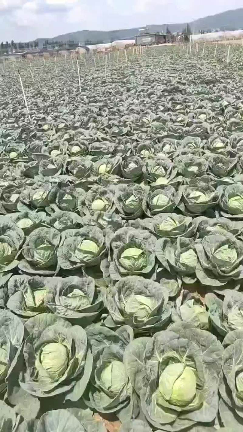 铁头