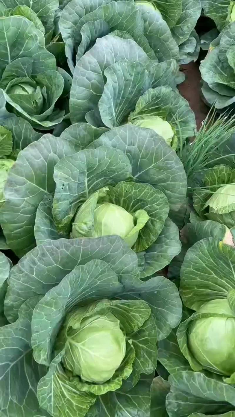 铁头