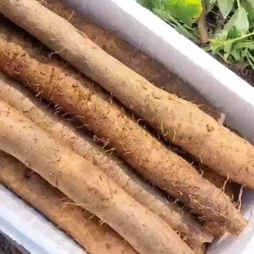 淮山山药