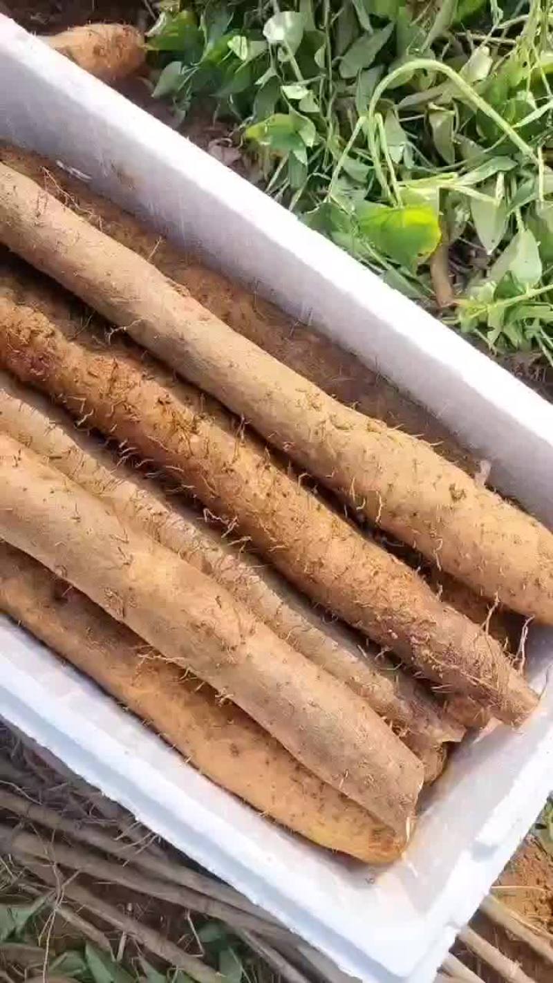 淮山山药