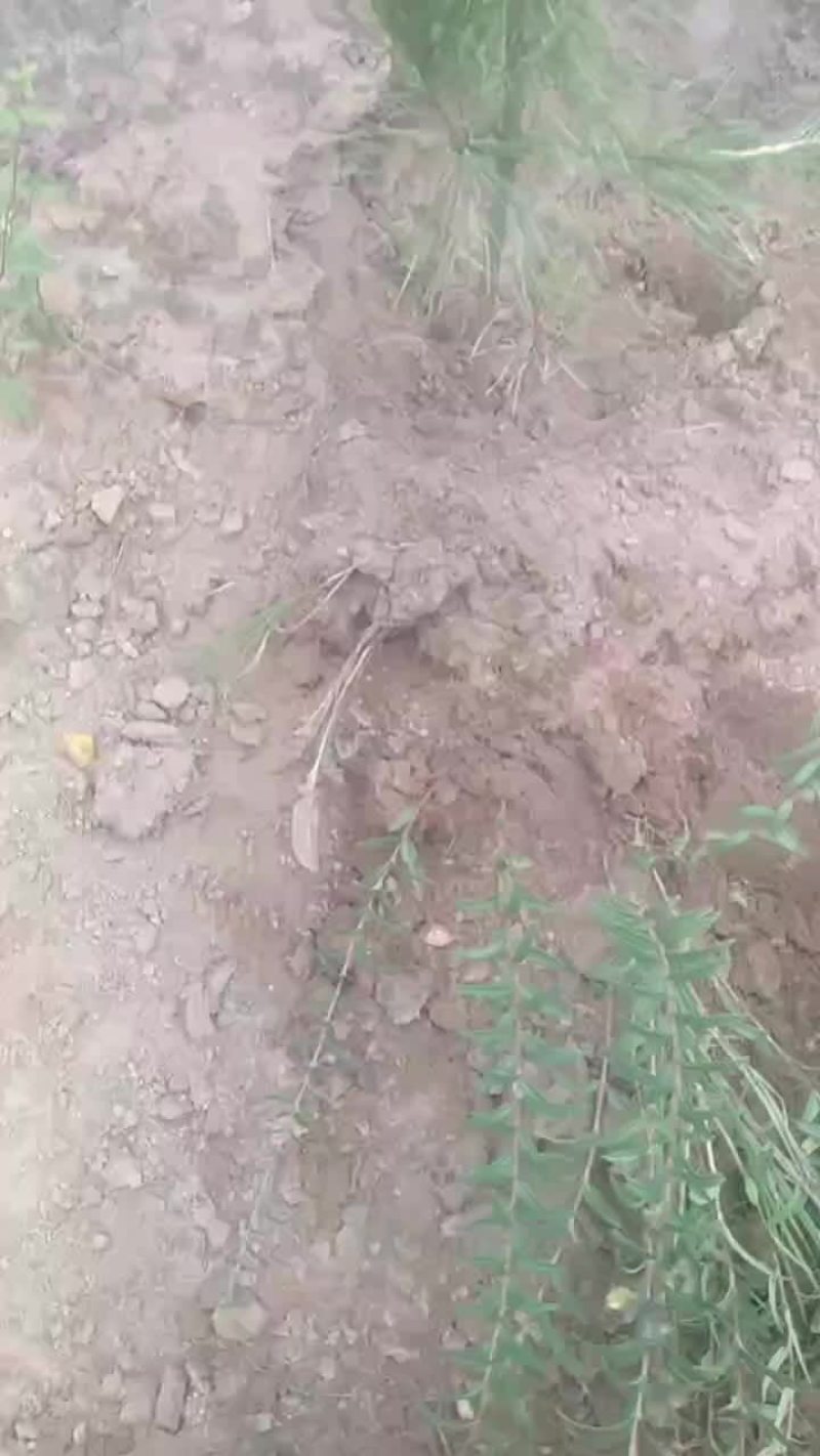 黄芩