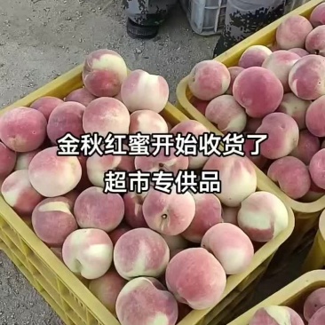 金秋蜜大量上市