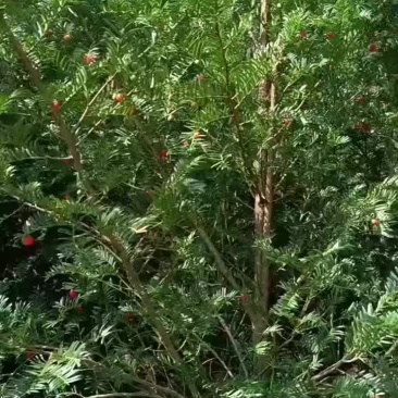 中国红豆杉
