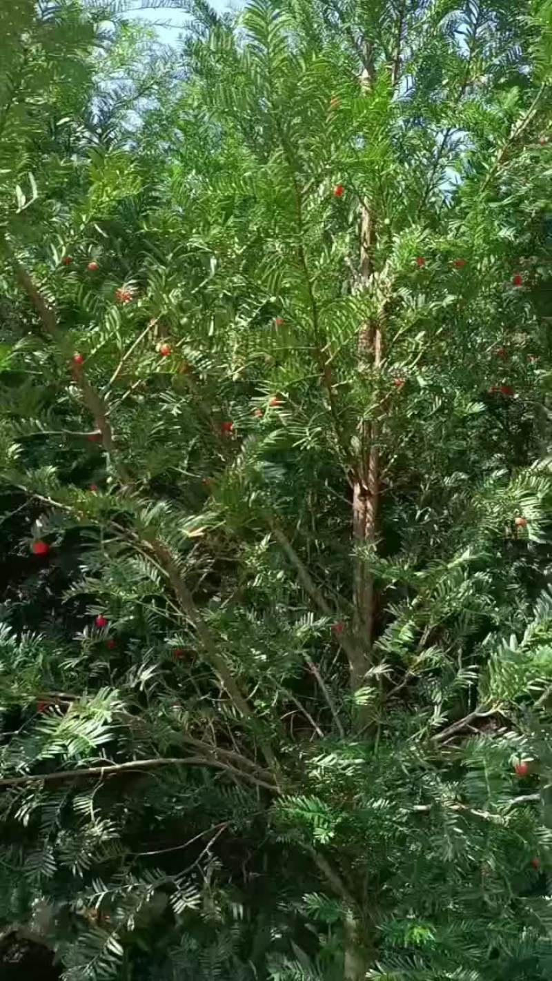 中国红豆杉