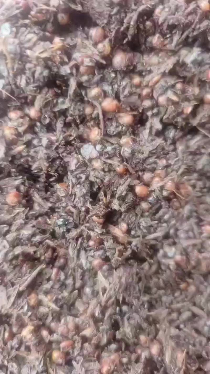 茅台镇酱香型白酒糟