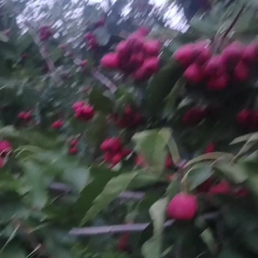 精品五棱山楂